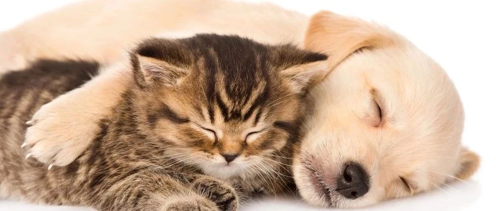 Animals and Plant Products Prohibited From Entering China